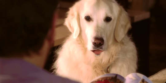 Perillo Tours Harry and Steve Commercial features Golden Retriever stares into camera while his owner, Steve Perillo, reads a brochure of Italy, this screen shot of the Harry and Steve Commercial where Harry the dog gets a voice over (video production by Merging Media).