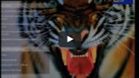 USWeb Maven Networks Marketing Video features a fierce close up of a orange and black roaring tiger, mouth open, tongue out and very large top fangs.