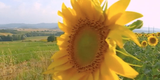 Perillo Tours Explore Tuscany commercial thumbnail shows a close up of a sunflower patch on the rolling hills of Tuscany during a Perillo guided tour (video production by Merging Media).