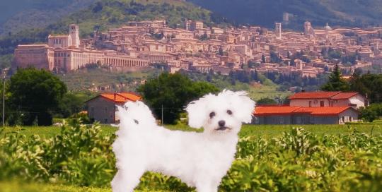 Perillo Tours Harry and Maria features Bichon Frise named Maria as she stands in front of a landscape of an Italian village, a scene from the Perillo Tours Talking Dog Commercial (video production by Merging Media).