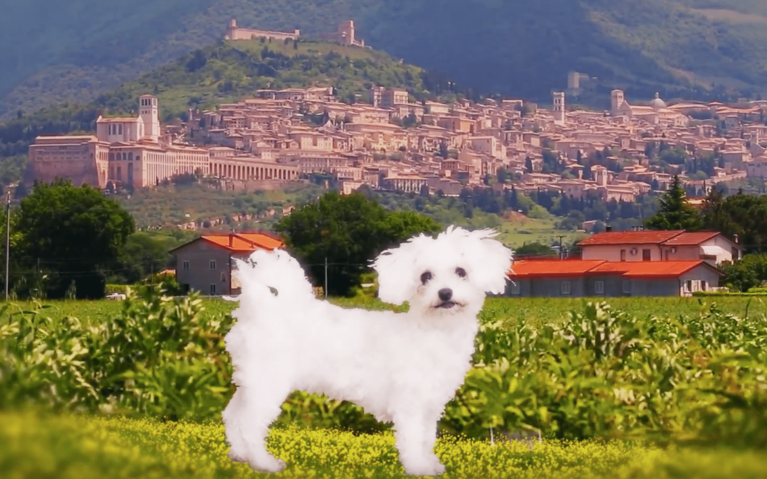 Perillo Tours Harry and Maria features Bichon Frise named Maria as she stands in front of a landscape of an Italian village, a scene from the Perillo Tours Talking Dog Commercial (video production by Merging Media).